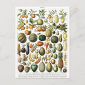 野菜果実園ヴィンテージ植物はがき ポストカード (正面)
