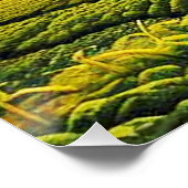 野菜畑のかかし9 ポスター (コーナー)