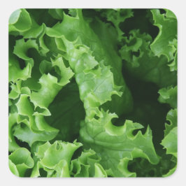 野菜食品グリーンレタス スクエアシール