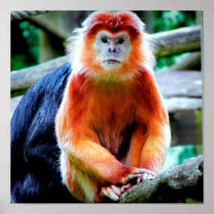 野鮮やか生動物公園でサルの写真 ポスター