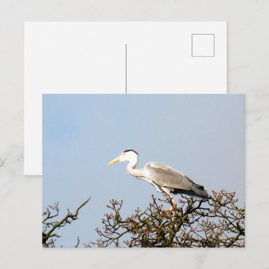 野鳥ハロン ポストカード (正面/裏面)