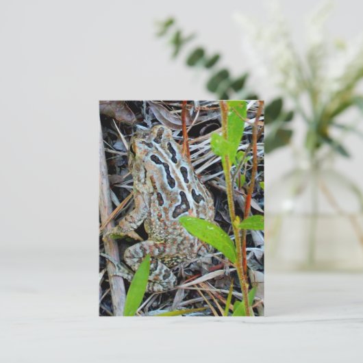 野鳥捕獲者のヒキガエルの郵便はがき ポストカード (スタンド正面)