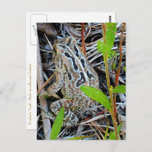 野鳥捕獲者のヒキガエルの郵便はがき ポストカード (正面/裏面)