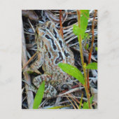 野鳥捕獲者のヒキガエルの郵便はがき ポストカード (正面)