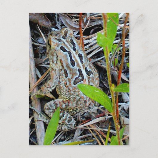 野鳥捕獲者のヒキガエルの郵便はがき ポストカード (正面)