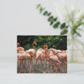 野鳥観察 ポストカード (スタンド正面)