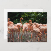 野鳥観察 ポストカード (正面/裏面)