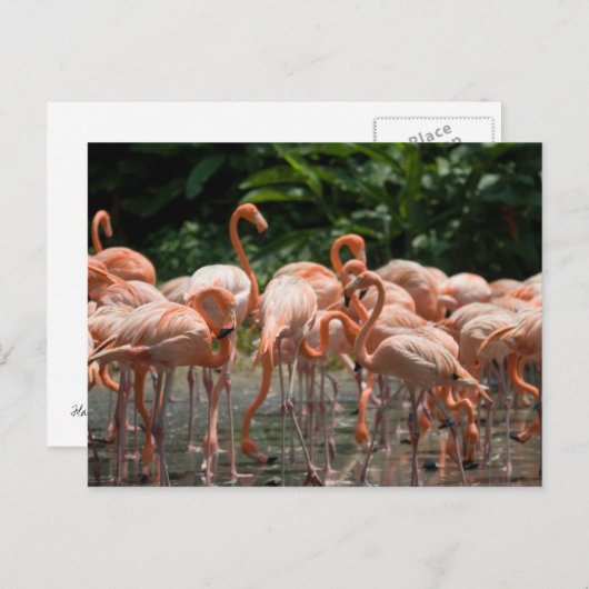 野鳥観察 ポストカード (正面/裏面)