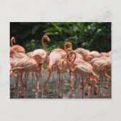 野鳥観察 ポストカード (正面)