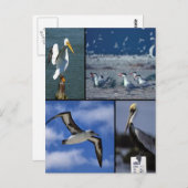 野鳥 ポストカード (正面/裏面)