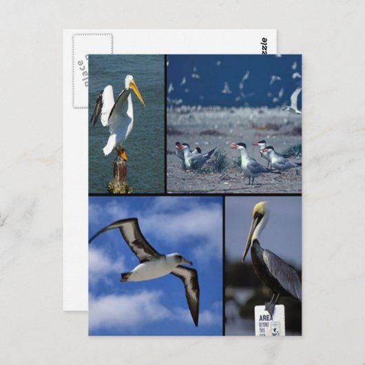 野鳥 ポストカード (正面/裏面)