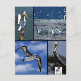 野鳥 ポストカード