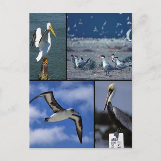 野鳥 ポストカード (正面)