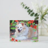 金と白のコリーMIX犬と花 ポストカード (スタンド正面)