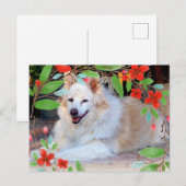 金と白のコリーMIX犬と花 ポストカード (正面/裏面)