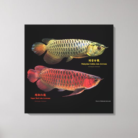 金と赤のAsian Arowana キャンバスプリント (正面)