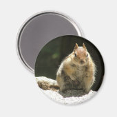 金のマントルの地面リス マグネット (正面/裏面)