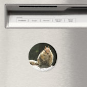 金のマントルの地面リス マグネット (インサイチュ (食洗機))