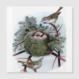 金の冠をかぶったキングレット