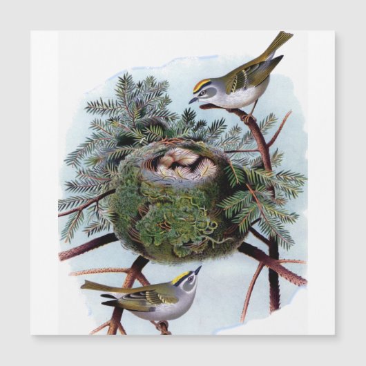 金の冠をかぶったキングレット (正面)