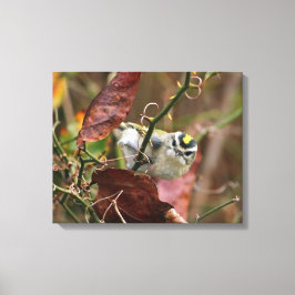 金の冠をかぶったキングレット キャンバスプリント