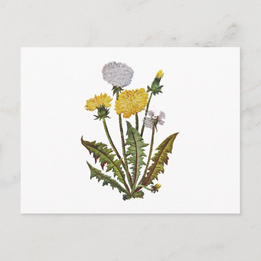 金の獅子の刺繍をしたダンディクレエル ポストカード (正面)