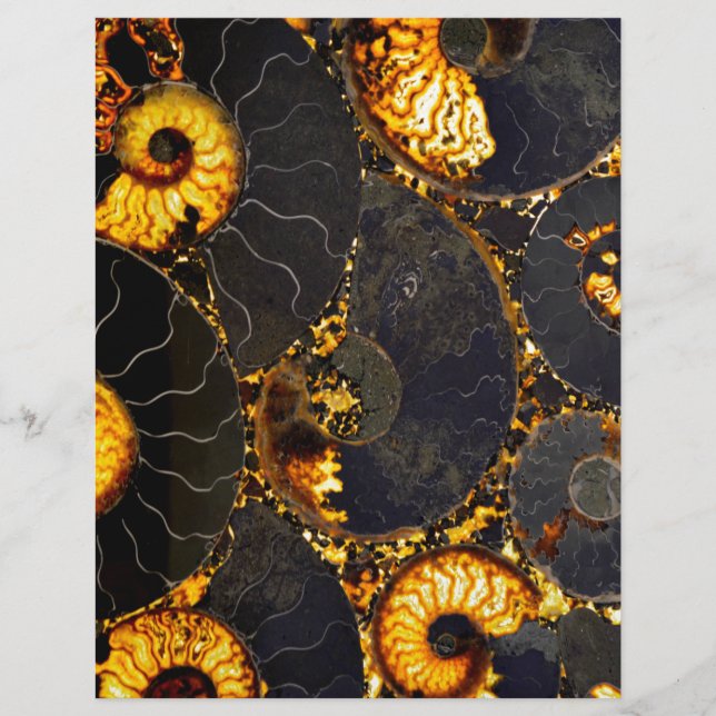 金エレガント色の黒貝殻 (正面)