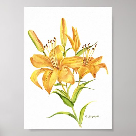 金ゴールドと黄色の水色のポスターのタイガーリリー ポスター (正面)