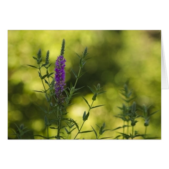 金ゴールドの紫色 (正面横)