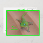 金ゴールドダストデイゲッコ ポストカード (正面/裏面)