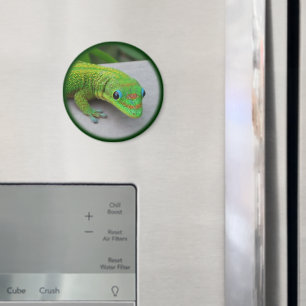 金ゴールドダストデイGecko – オーディションと取得Gecko マグネット