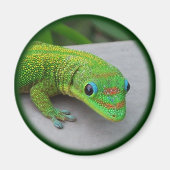 金ゴールドダストデイGecko – オーディションと取得Gecko マグネット (正面)