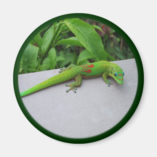 金ゴールドダストデイGecko – オーディションと取得Gecko マグネット (正面)