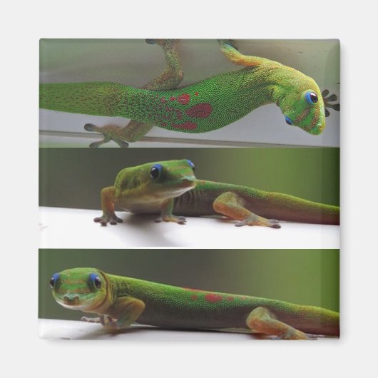 金ゴールドダスト マグネット (正面)
