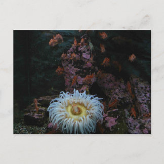 金ゴールドフィッシュアンドシーアネモン ポストカード