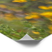 金ゴールドフィンチと黄色の花 ポスター (角)