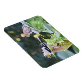 金ゴールドフィンチカップル食べズひまわり種子 マグネット (右側)