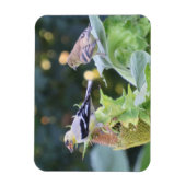 金ゴールドフィンチカップル食べズひまわり種子 マグネット (縦)