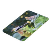 金ゴールドフィンチカップル食べズひまわり種子 マグネット (左側)