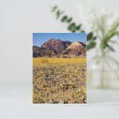 金ゴールドラッシュ ポストカード (スタンド正面)