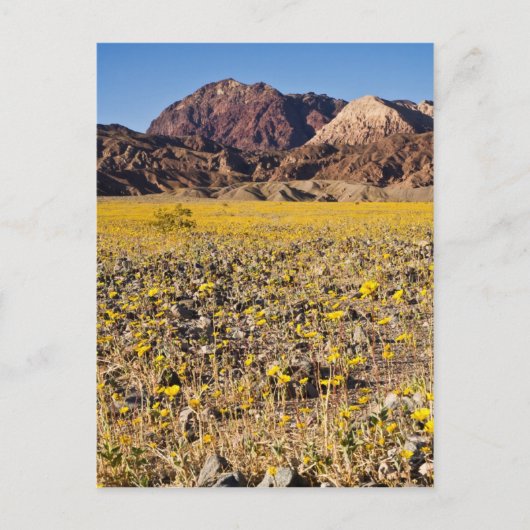 金ゴールドラッシュ ポストカード (正面)