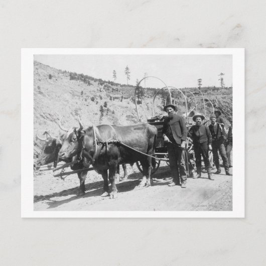 金ゴールド探鉱者グループ写真 ポストカード (正面)