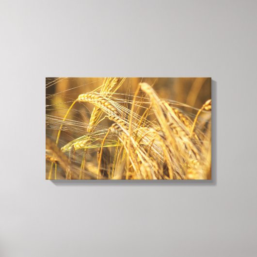 金ゴールド畑 キャンバスプリント (正面)