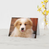 金ゴールド縁どコリーPup～Notecard カード (黄色い花)