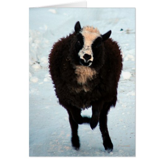 金ゴールド (正面)