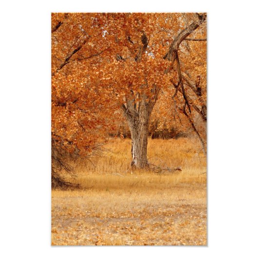 金ゴールド フォトプリント            (正面)