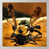 金ゴールド ポスター (正面)