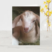 金ヤギの子供の挨拶状 カード (黄色い花)