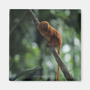 金ライオンのtamarin (Leontopithecusのrosalia) マグネット