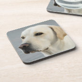 金ラブラドル・レトリーバー犬の写真 コースター (左側)